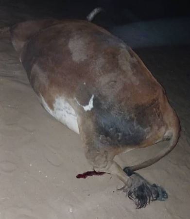 According to Kavango East crime investigations coordinator Deputy Commissioner Bonifatius Kanyetu, the driver of a Nampol Toyota Hilux traveled from west to east and collided with an oxcart that intended to cross from south to north, resulting in the death of the oxcart operator and two oxen and causing extensive damage to both the oxcart and the police vehicle.